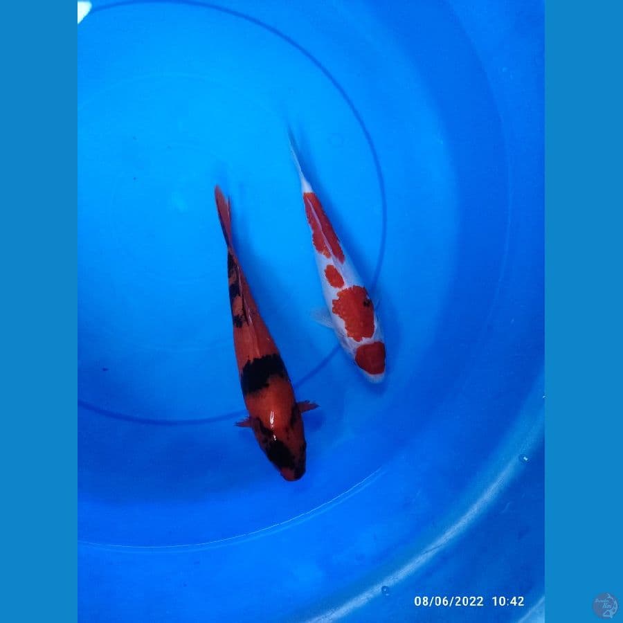 showa,utsuri 27cm
