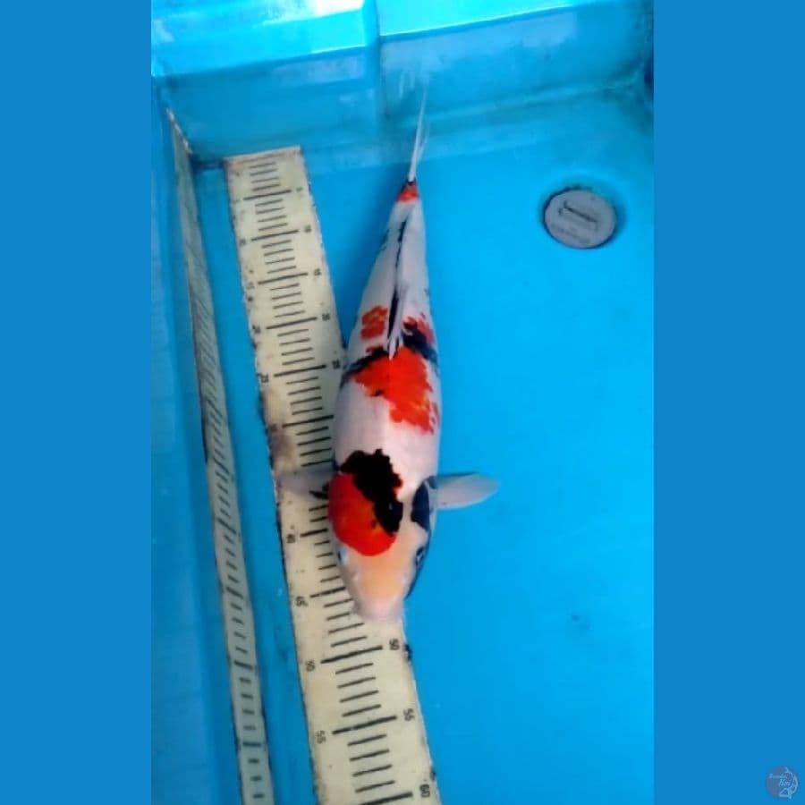Showa 54cm