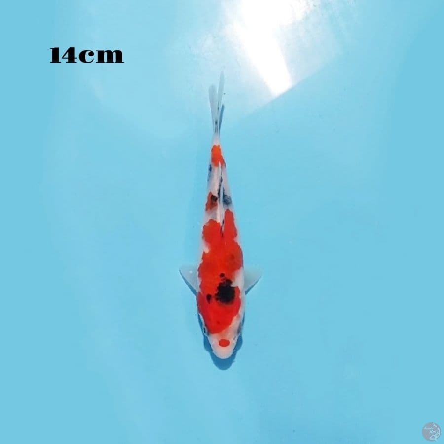 20. SHOWA 14CM