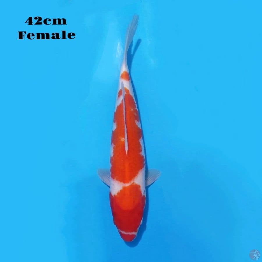21. KOHAKU 42CM FEMALE