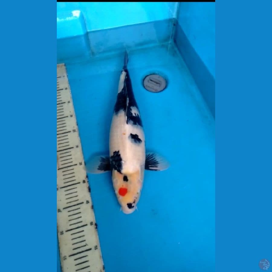 showa 51cm