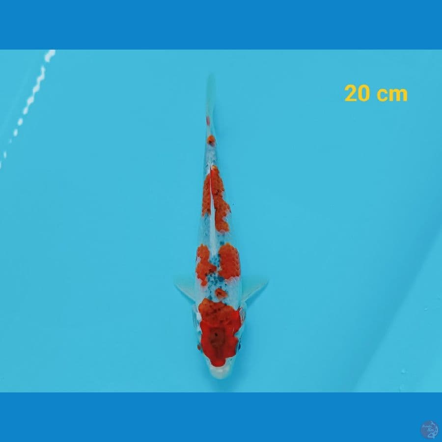 Goshiki 20 cm