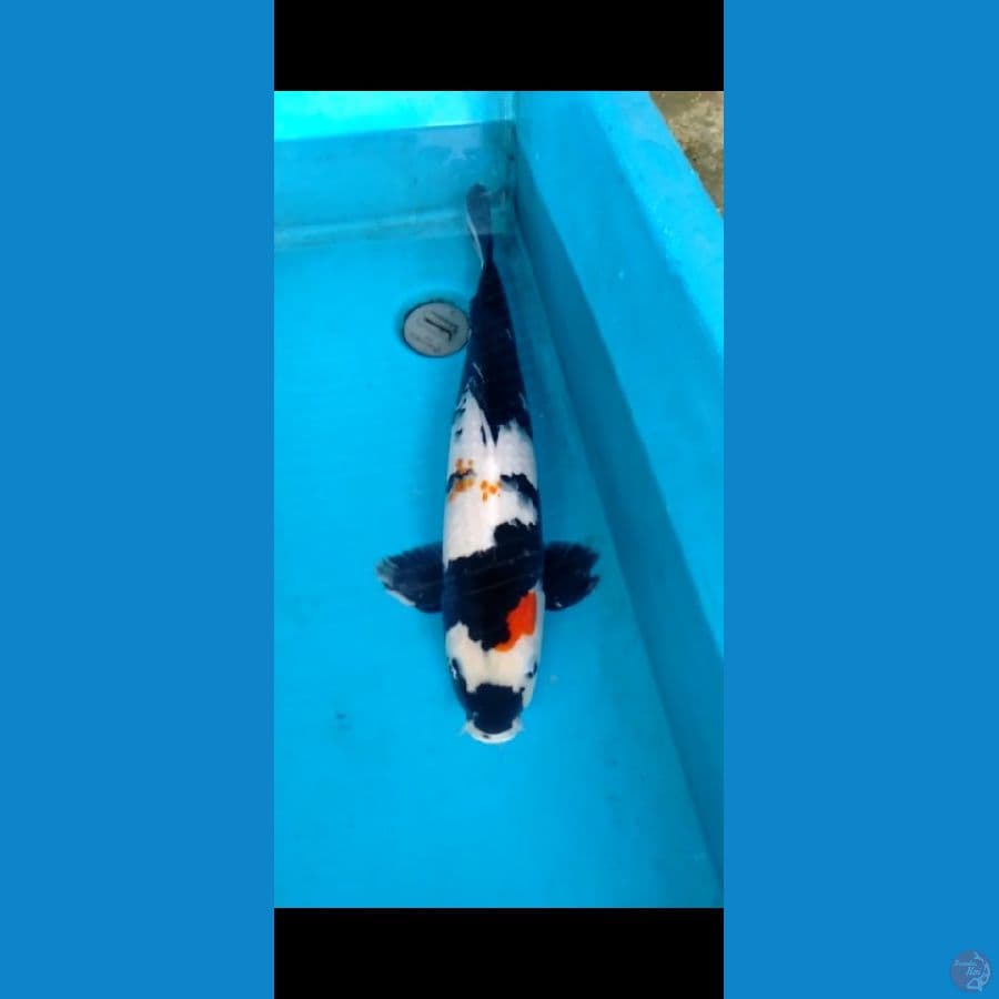 Showa 52cm