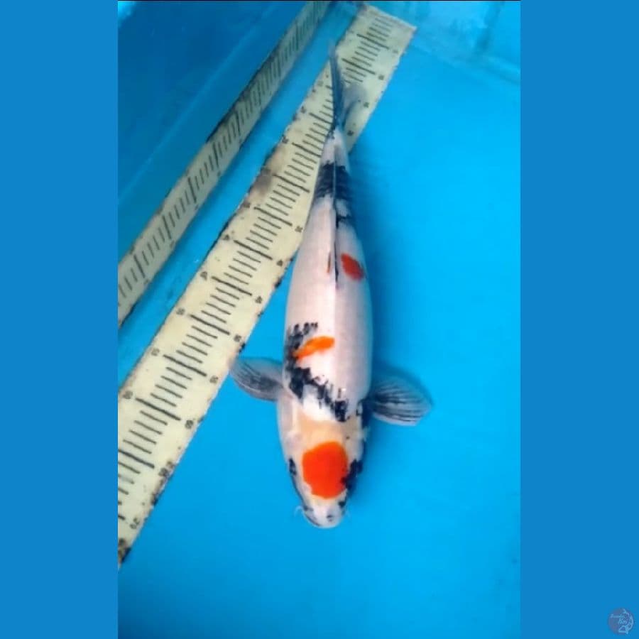 Showa 54cm
