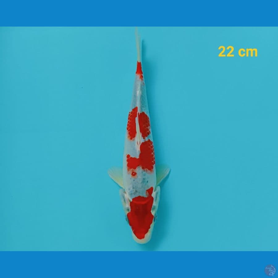 Goshiki 22 cm
