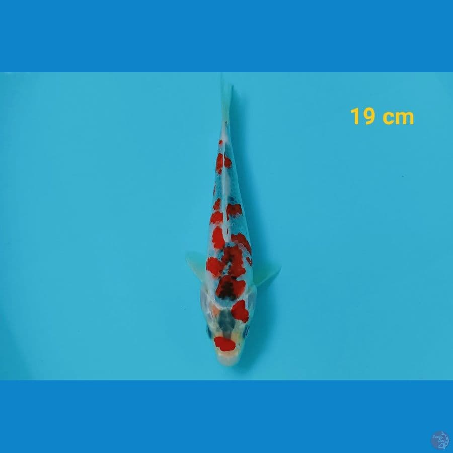 Goshiki 19 cm