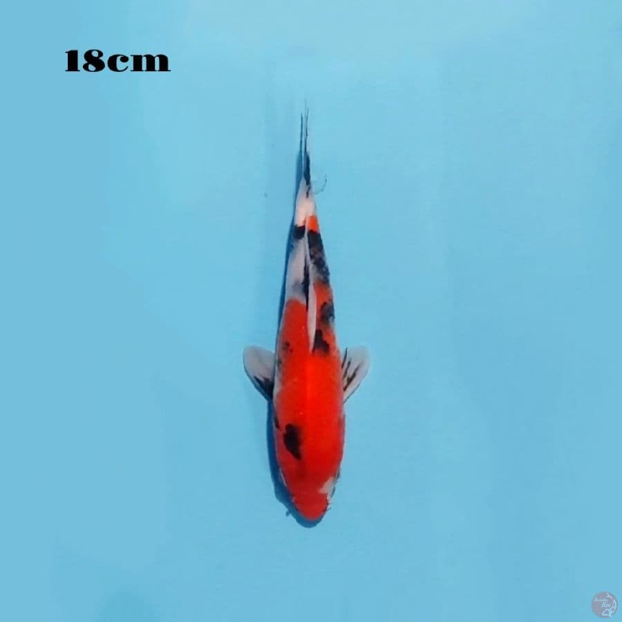 25. SHOWA 18CM