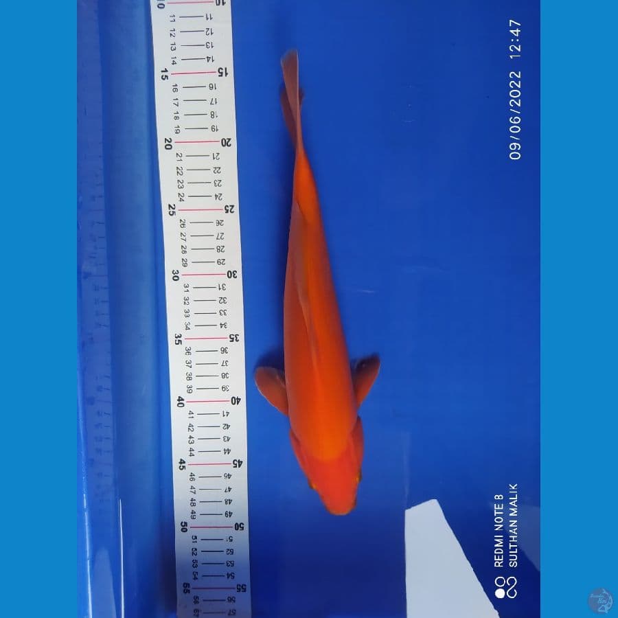 red karasi30 cm