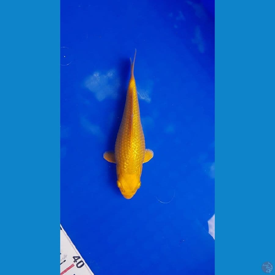 karasi shot body 20cm fuull ginrin