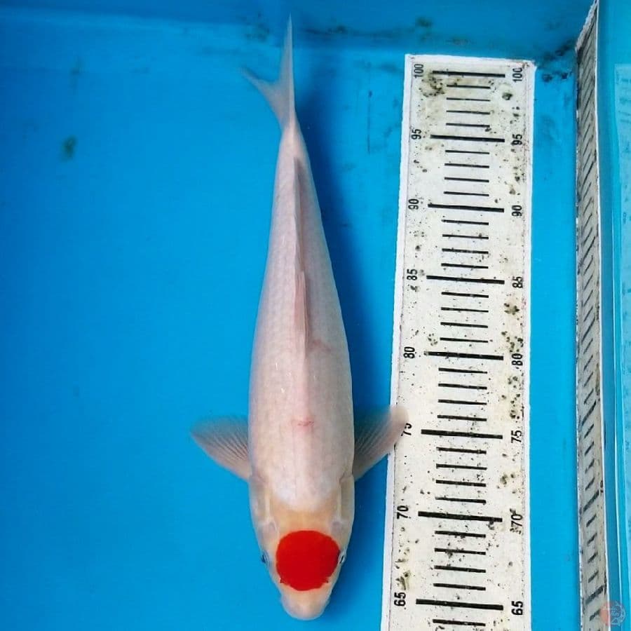 TANCHO KOHAKU 37 CM MALE