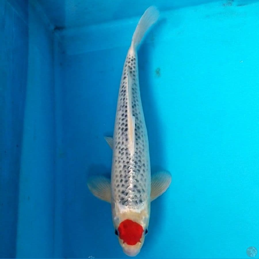 TANCHO GOSHIKI 36 CM MALE