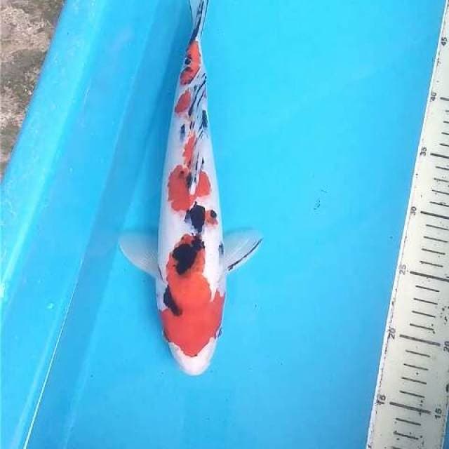 Sanke Pejantan Tangguh 33 cm