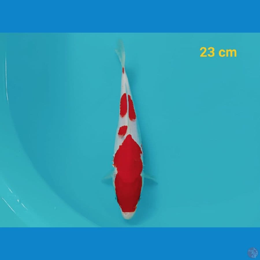 KOHAKU | 23 cm | uncheck