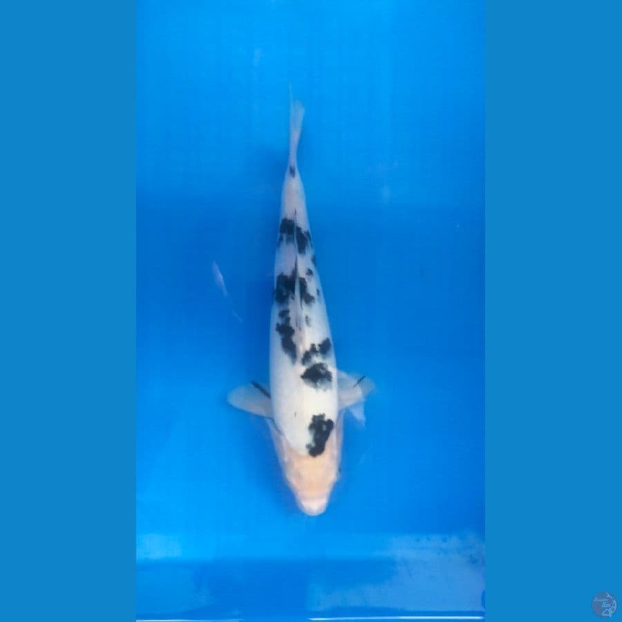 Bekko 30 cm