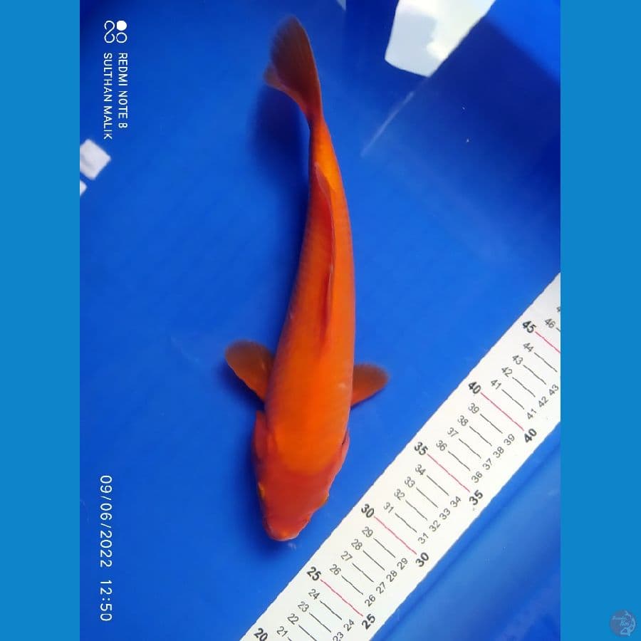 benigoi 29 cm tembus