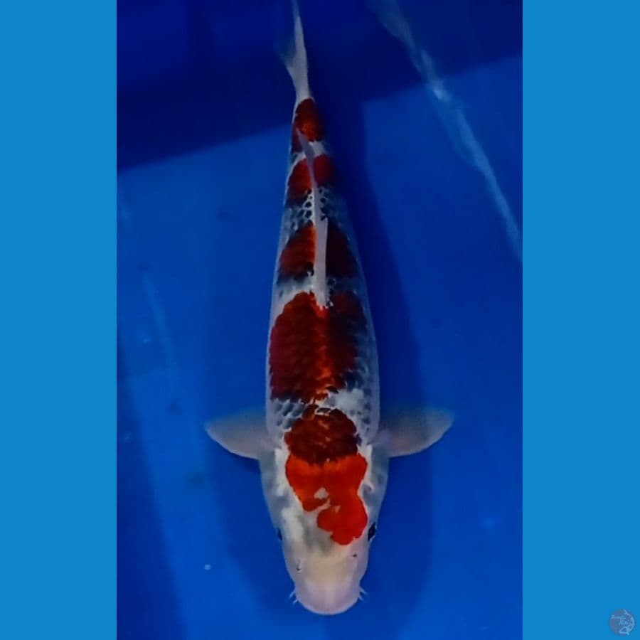 gosiki 41 cm