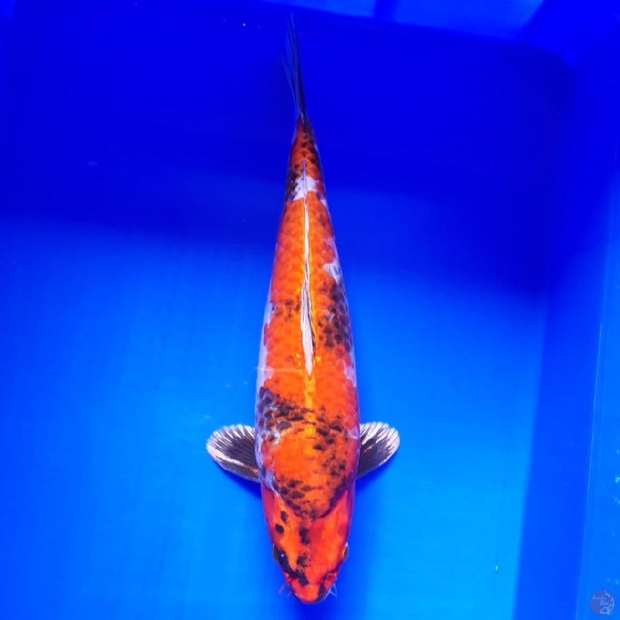 Kin Showa Bulky 34cm