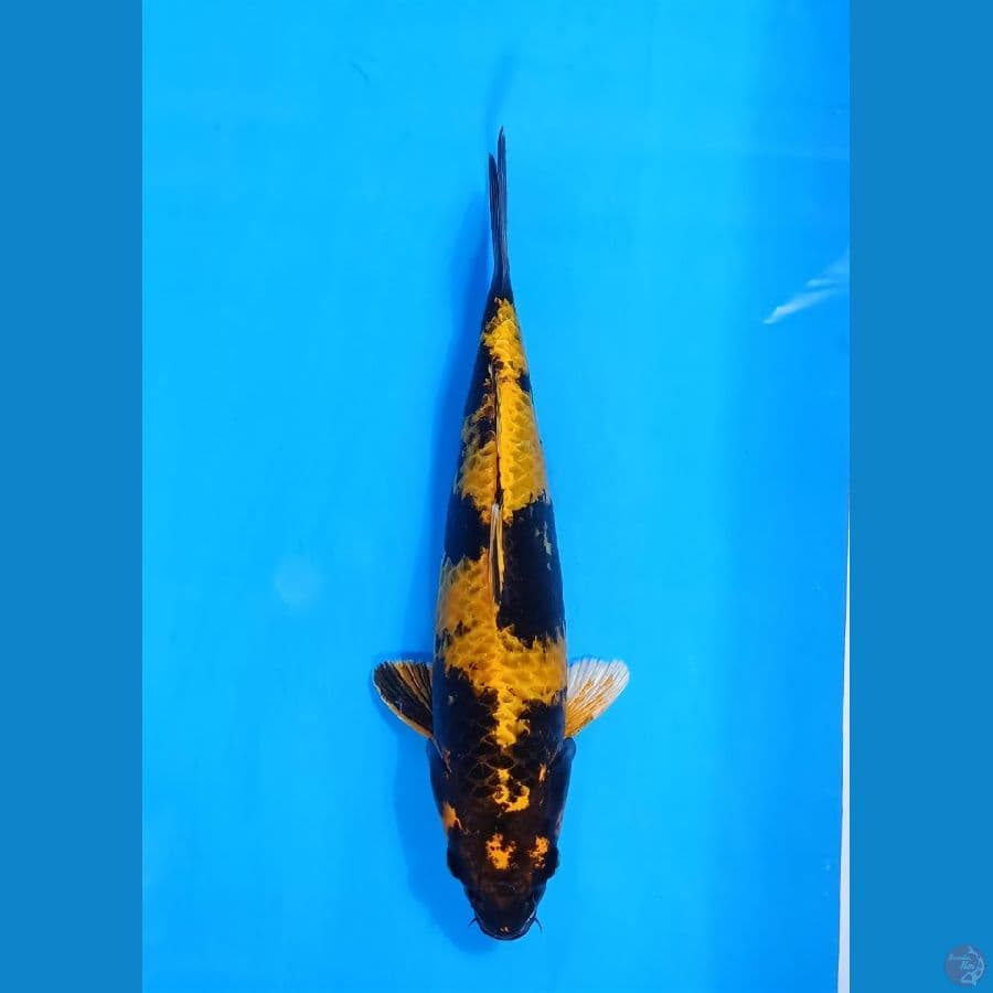 utsuri 36cm