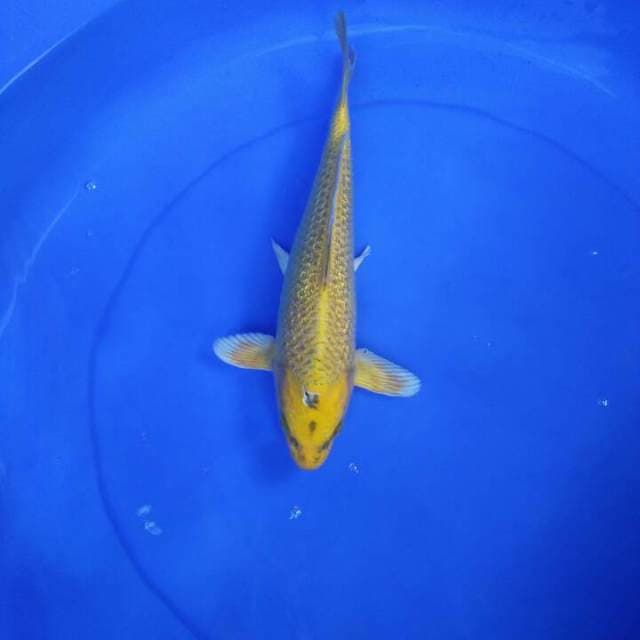 Ogon Yamabuki Gindrin 31Cm