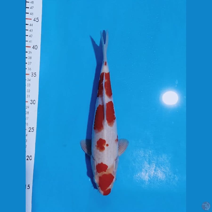 kohku 28cm