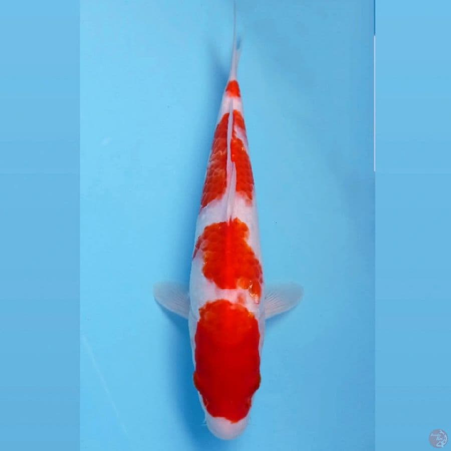 kohaku, 31 cm