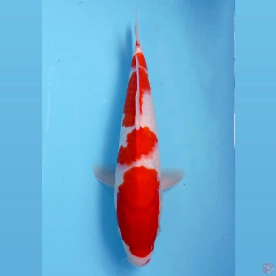 kohaku, 30 cm