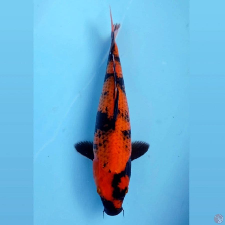 hi utsuri, 29 cm