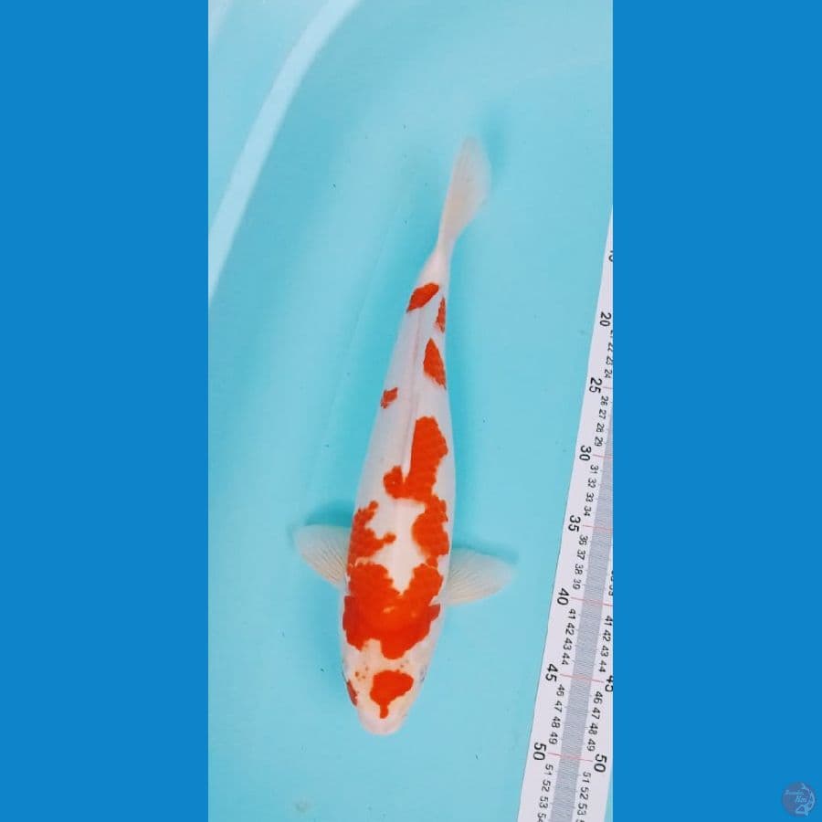 Kohaku Strong - 37cm