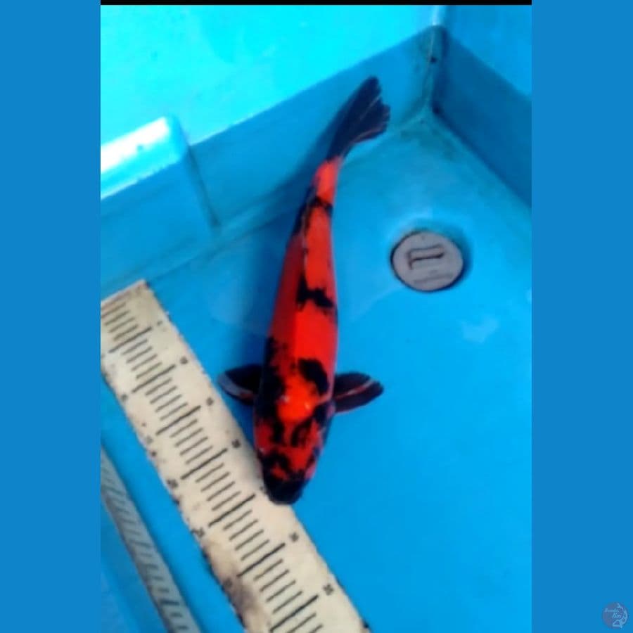 Hiutsuri 45cm
