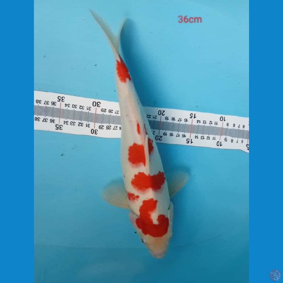 Kohaku Punuk - 36cm