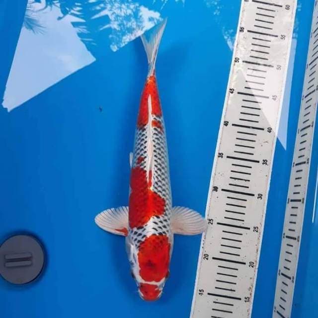 FI KUJAKU 41 CM