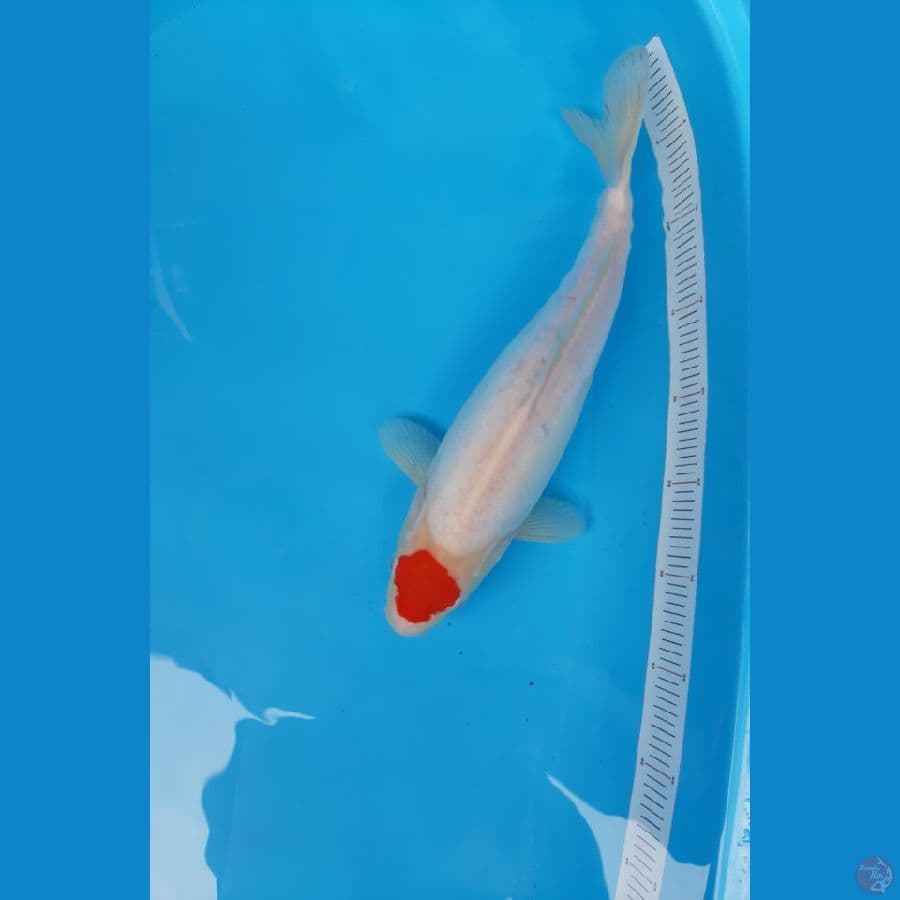 Tancho Kohaku Doitshu Original 37 cm