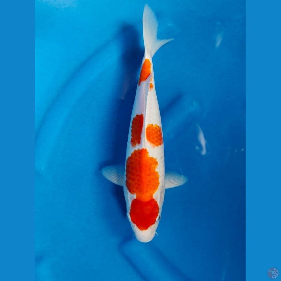 kohaku male 31cm