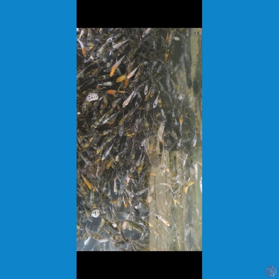 Bibit Shiwa Shiro 600 ekor 3-6cm