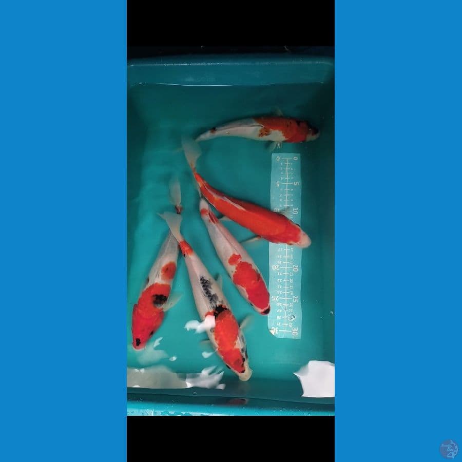 Showa Kohaku 28-30cm 5 ekor