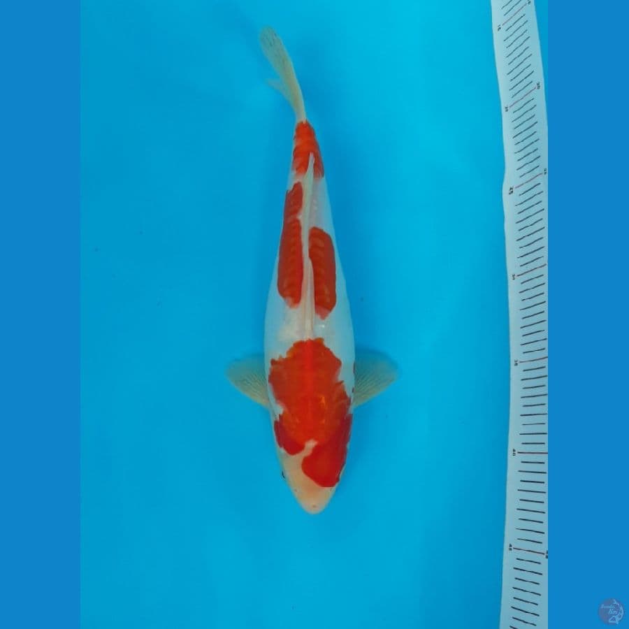 Sandan Kohaku Doitshu Original 31 cm