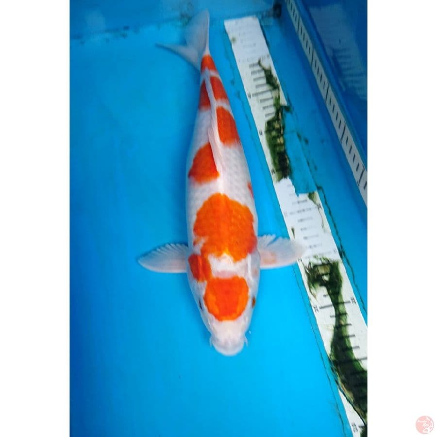 MARUTEN HARIWAKE 40 cm