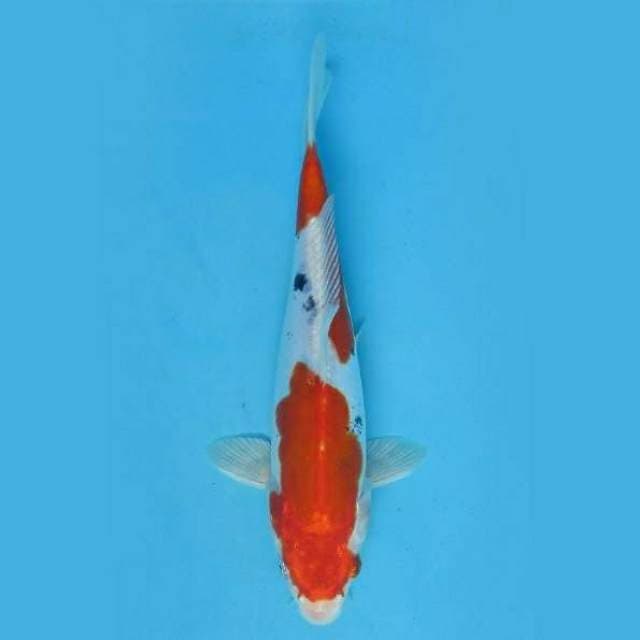 Near Koi - Hesei Nishiki 23cm