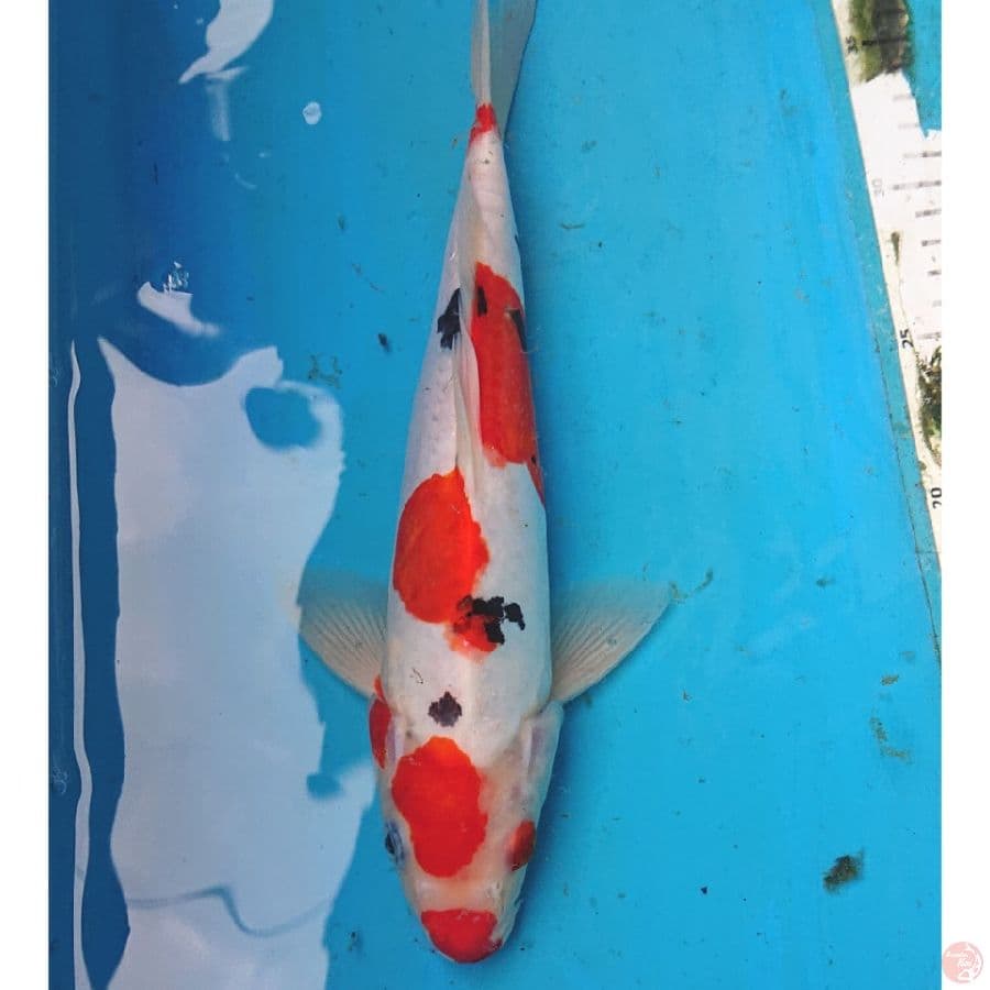 DOITSU SANKE 30 CM