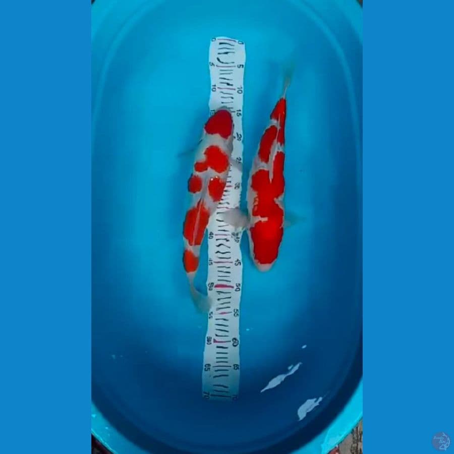 MKC KOI GRUB