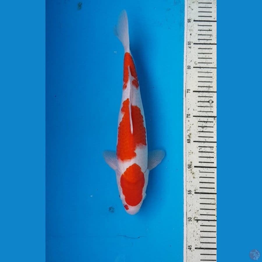 KOHAKU STEP 3 38 cm