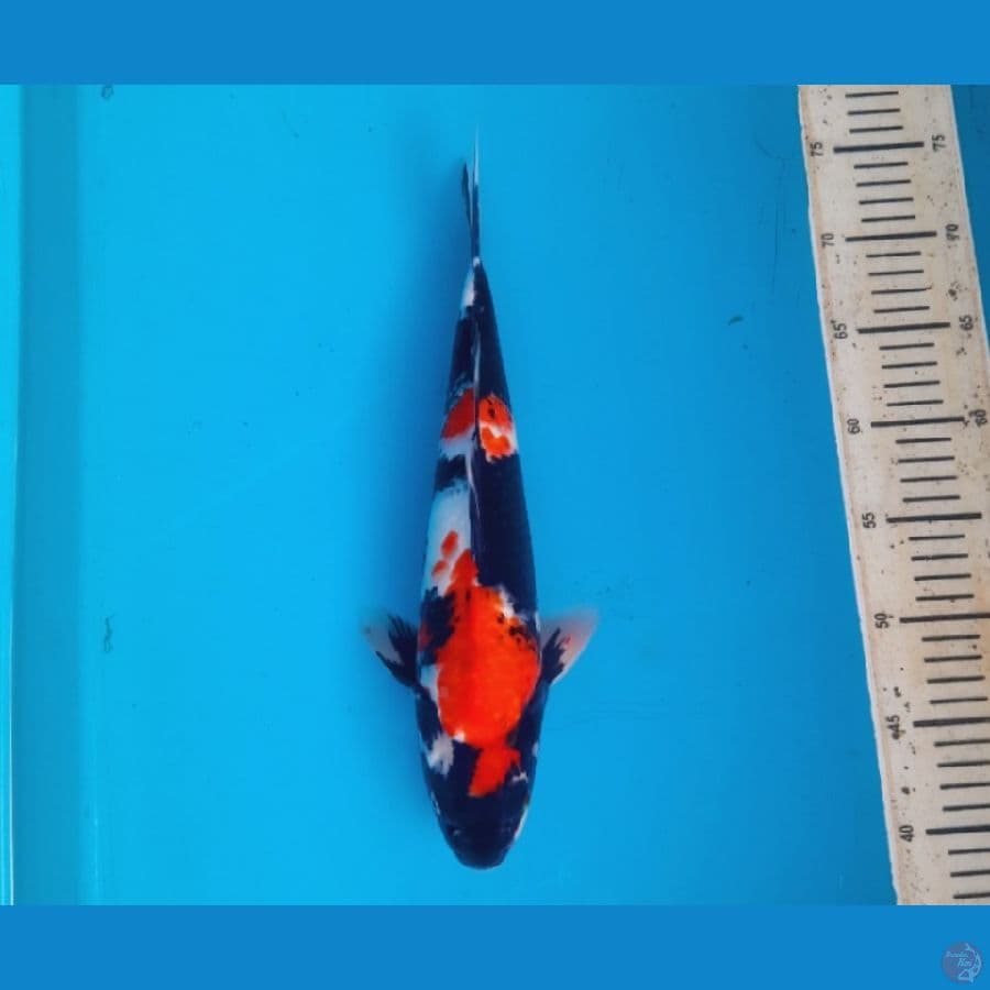 Showa 35cm Male
