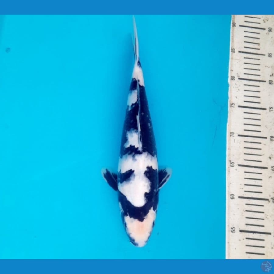 Shiro 35cm Female
