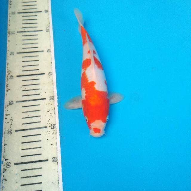 KOHAKU SQ 25Cm