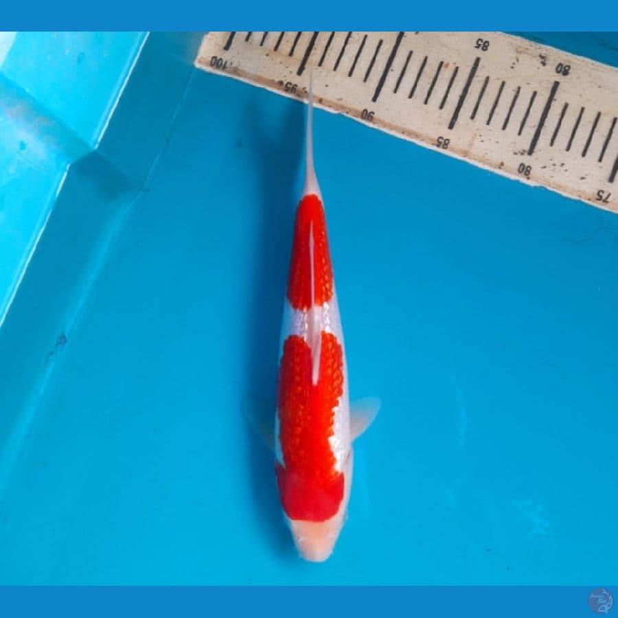 Ginrin Kohaku 27cm Male