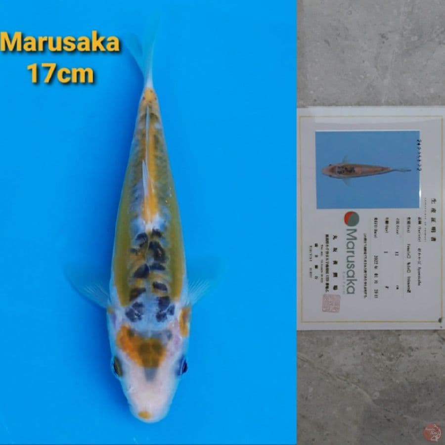 MARUSAKA AYAWAKABA 17CM