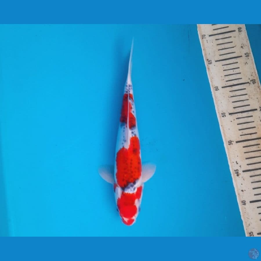 Goshiki 21cm Male