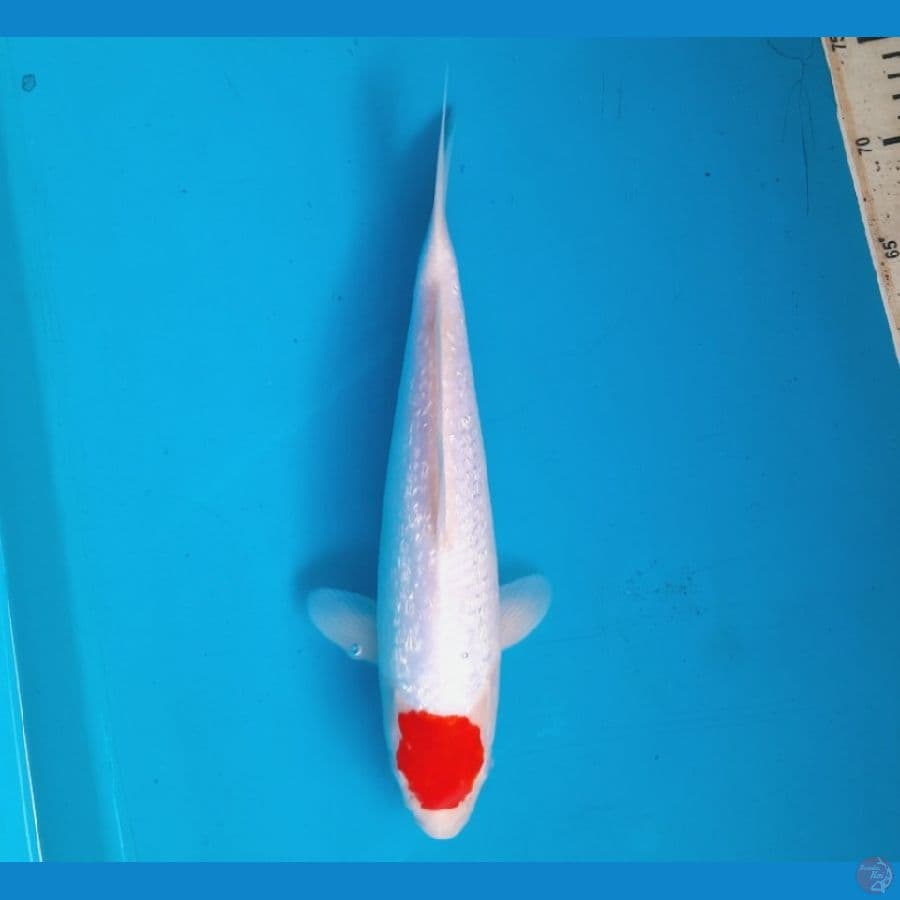 Tancho ginrin 31cm Female