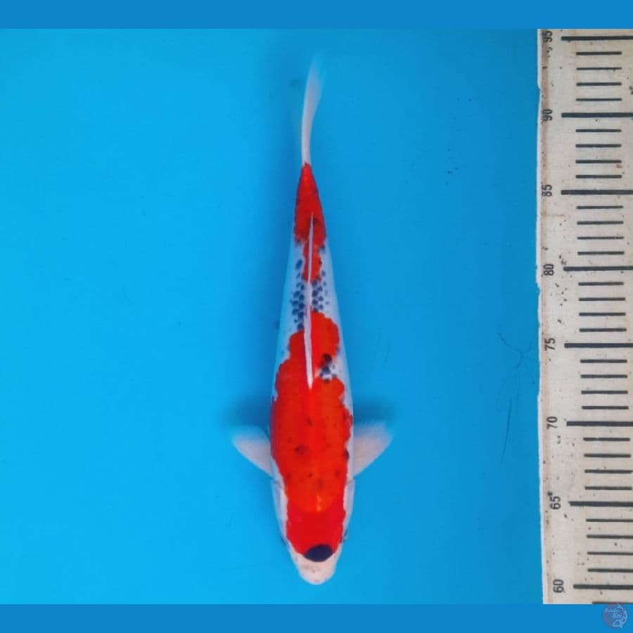 Goshiki 32cm Female