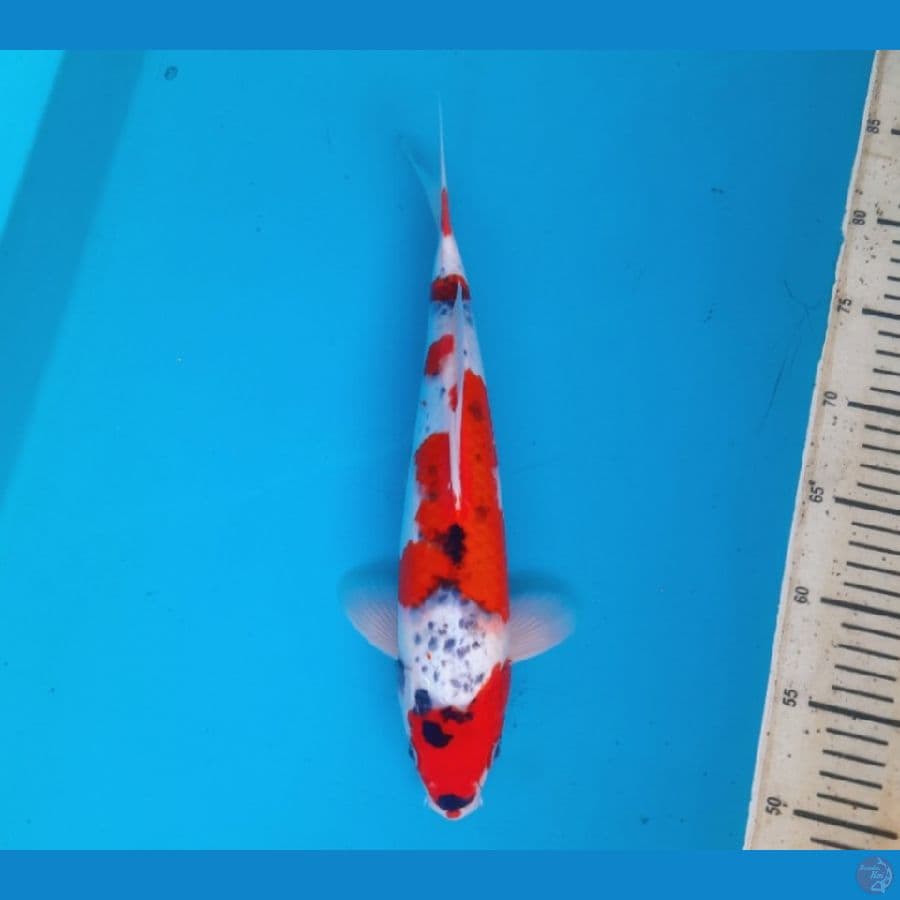 Goshiki 34cm Male
